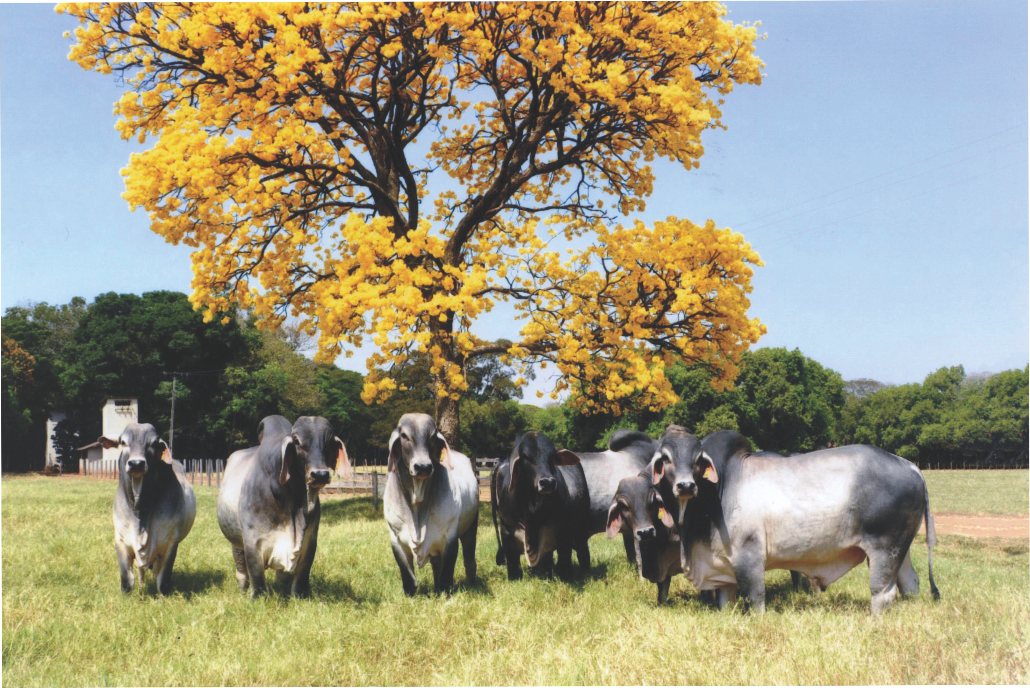 Marca Sol apresenta rusticidade e força do Guzerá em oferta